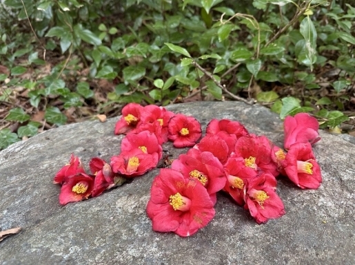 ���� ����4