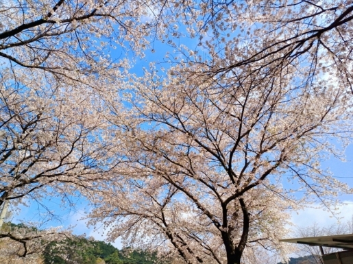 ���� ����7