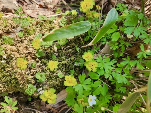 ���� ����5