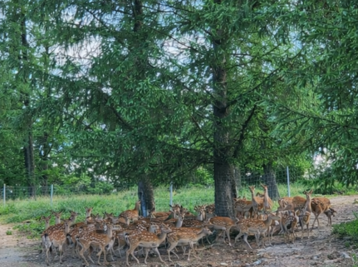 ���� ����4