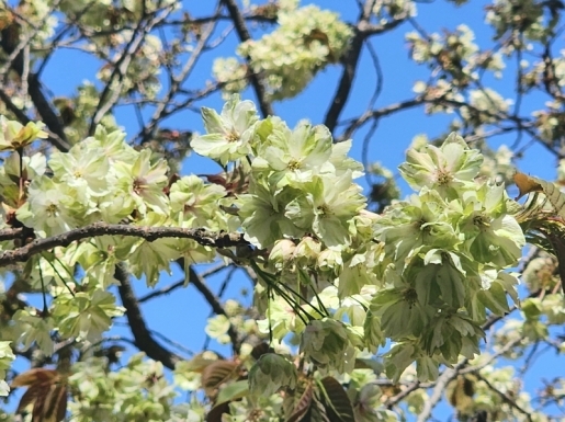 ���� ����1